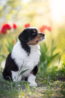 Miniature American Shepherd FCI - 6