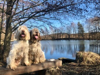 Spinone italiano - 6