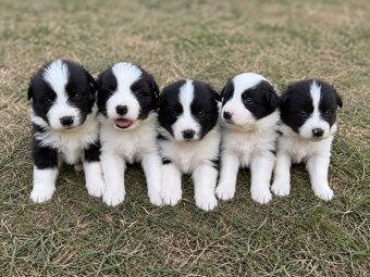 Border collie - 6