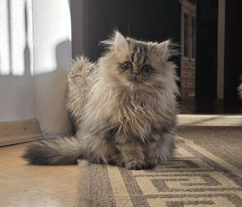 Reinrassige Perserkatzen - 6