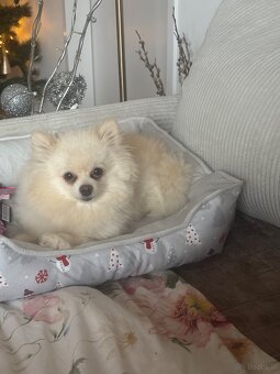 Pomeranian ( Zwergspitz Welpen ) - 6