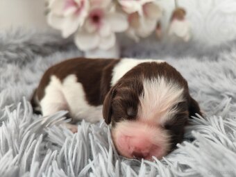 Englische Springer Spaniel Welpen mit PP FCI - 6