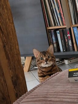 Bengalkater 2.5 Jahre alt Notfall - 6