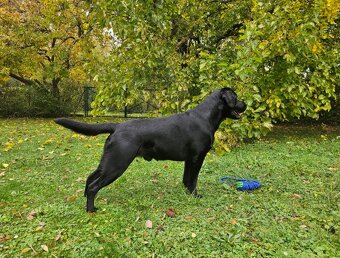 Labrador Deckrüde mit FCI Ahnentafel - 6
