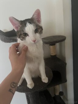 Katze u/o Kater in gute Hände abzugeben - 6
