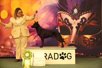 Australian Kelpie w Pedigree - 6