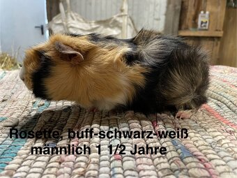 Meerschweinchen - 6