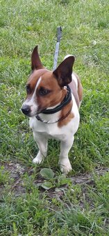 Jack Russell Trrier - 6
