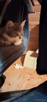 Süsse (langhaar) katzenbabys suchen liebevolles zuhause - 6