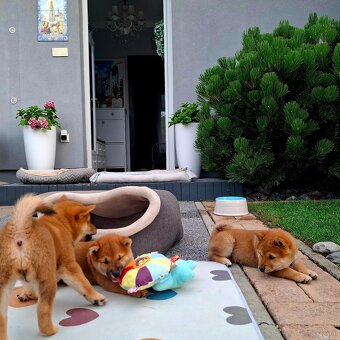Shiba inu welpen mit FCI Pedigree - 6