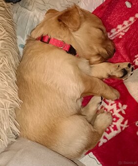 Golden Retriever Welpen - 6