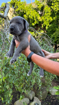 Deutsche Dogge blau - 6