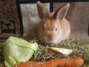 Zwergkaninchen jugendlich zu vergeben - 6