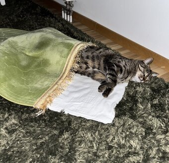 Kater 🐈‍⬛ - 6