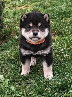 Shiba inu Welpen - 6
