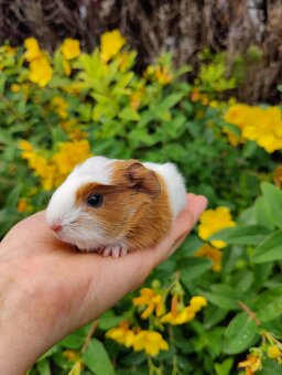 Meerschweinchenbabys zu verkaufen - 6