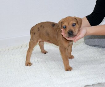 Louisiana Leopard Dog - Catahoula - 6