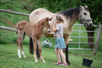 Lusitano Hengst PSL - 6