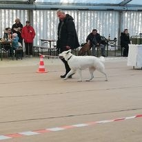 Weiße Schweizer Schäferhund Welpen zu verkaufen - 6