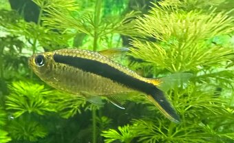 Mollys, Platys und noch mehr zum verkaufen 🐟 - 6