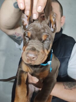 Doberman welpen mit PP - fci hunde - 6