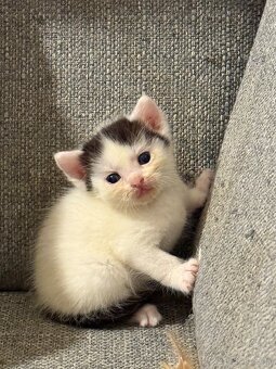 Katzenbabies suchen liebesvolles zuhause - 6