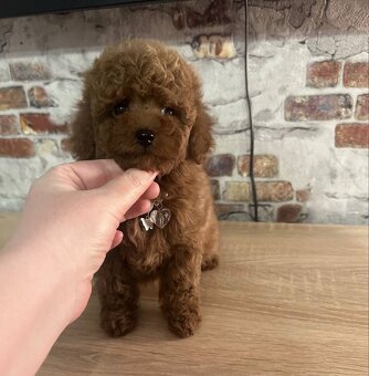 Traumhafter Mini-Toy-Pudel Welpe sucht sein Glück 🐩✨ - 6