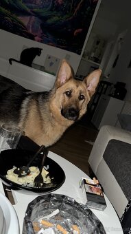 Hund - 6