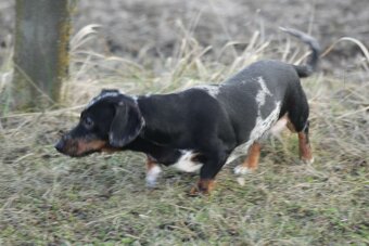 Standard Dackel Hündin sucht neues Traumzuhause - 6