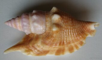 Muschelverkaufsausstellung 28. 3. BRNO - 6