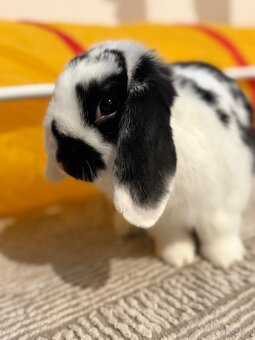 Zwergwidder Kaninchen - 6