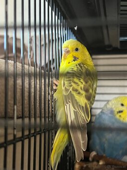 8 Wellensittiche kostenlos in gute Hände abzugeben - 6