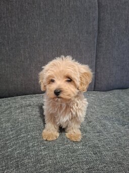 Maltipoo - 6