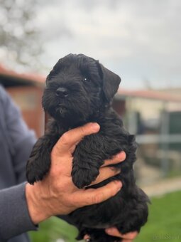 Zwergschnauzer schwarz - 6