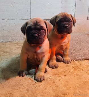 Bullmastiff - 6