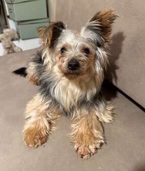 Yorkshire Terrier 4,5 Jahre alt, 4,4 kg - 6