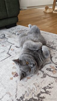 Britisch Kurzhaar Katzen - 6