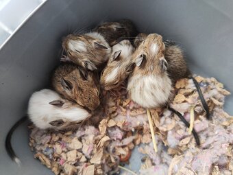 Degus - 6