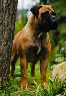 Bullmastiff welpe - 6