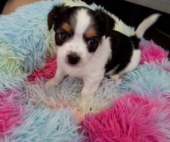 Beawer yorky Chihuahua Mix Welpen - 6