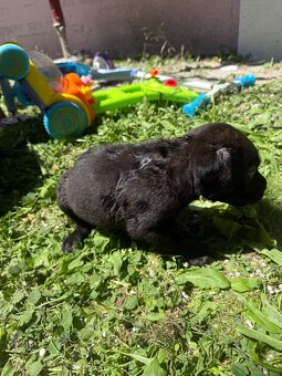 Cane Corso x Malinois Welpen - 6