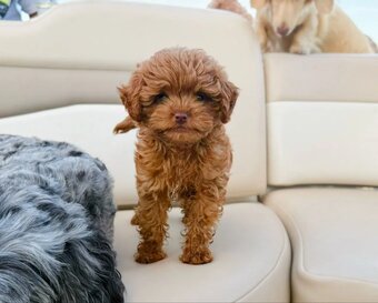 F1b Cavapoo-Welpen (Milo & Teddy) adoptiert - 6