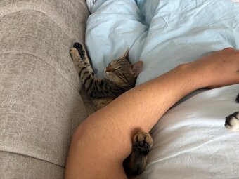 2 Junge Katzen weiblich und Junge 6 Monate alt - 6