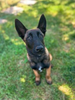Belgischer Schäferhund (Malinois) - 6