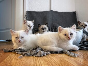 Edelmix Ragdoll Heilige Birma Kitten - 6
