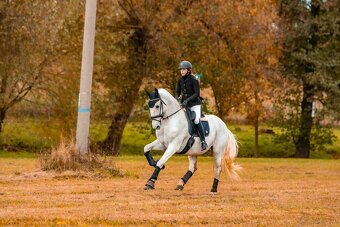 Kladruber horse - 6