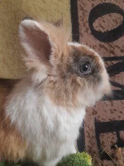 Zwergkaninchen Löwenkopf Bub zu vergeben - 6