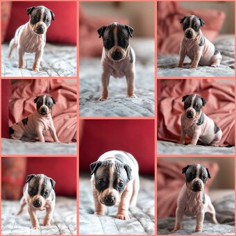 Welpen des Amerikanischen Nacktterriers - 6