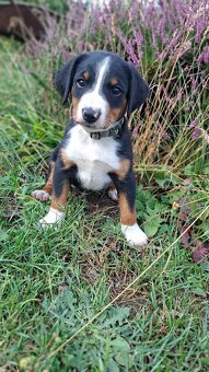 Appenzeller Sennenhund - FCI-Welpen - 6