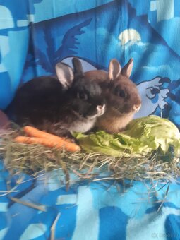 Zwergkaninchen Babys zu vergeben - 6